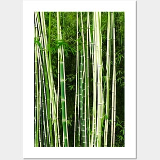 wild and naturel bamboo Posters and Art